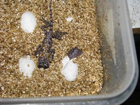 frilled hatchlings1.JPG