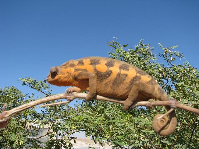 femelle ambilobe arbre.JPG