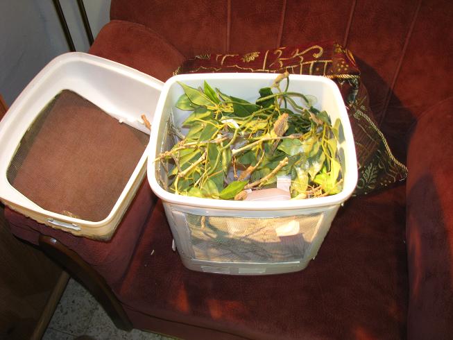 terrarium hadgamah baby chameleons.JPG