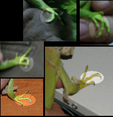 toe01 copy.gif