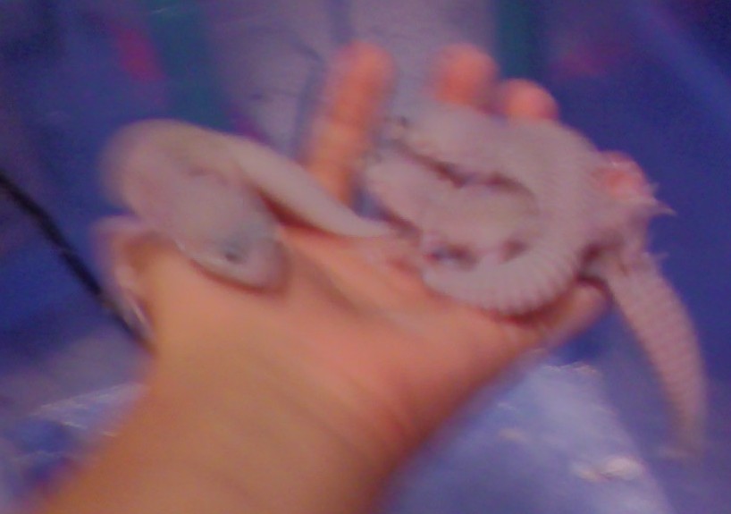 26102008183619.jpg