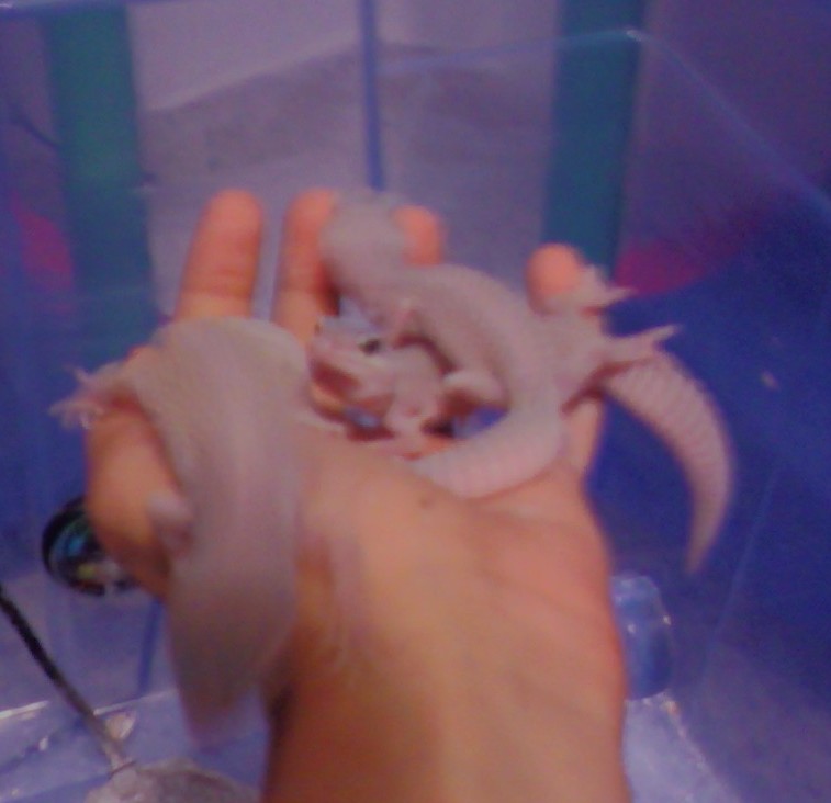 26102008183626.jpg