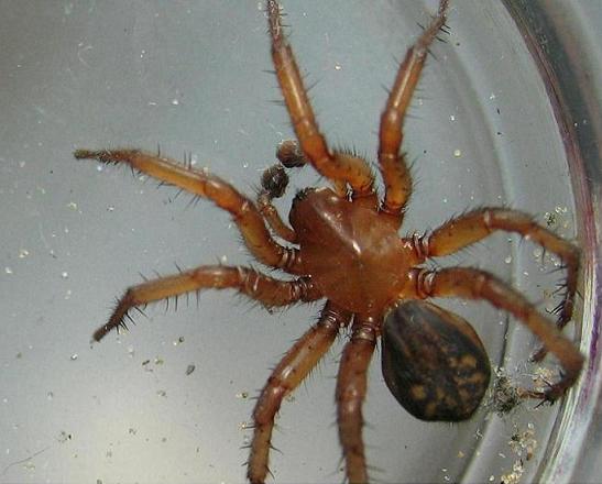 Spider1.JPG