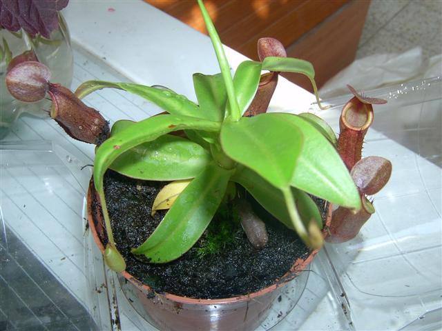 IM000128 (Small).JPG