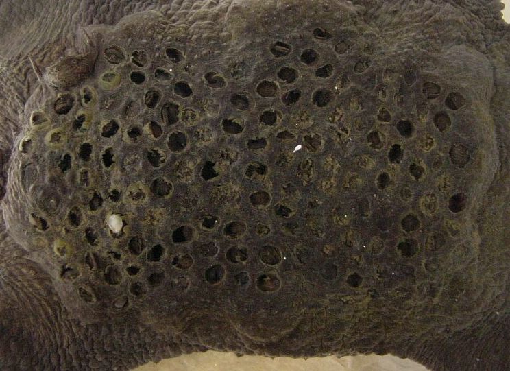 pipa%20hatching%203.jpg