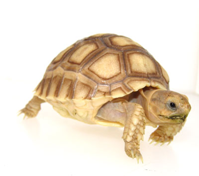sulcata.jpg