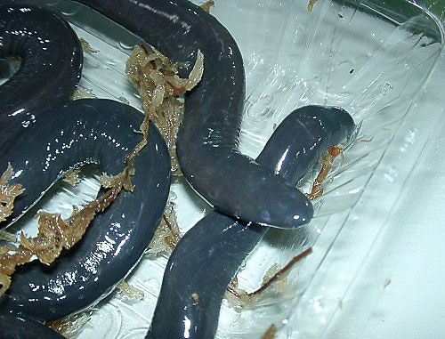 typhlonectes_atans_ebinuma.jpg