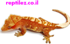 creflame.jpg.bmp