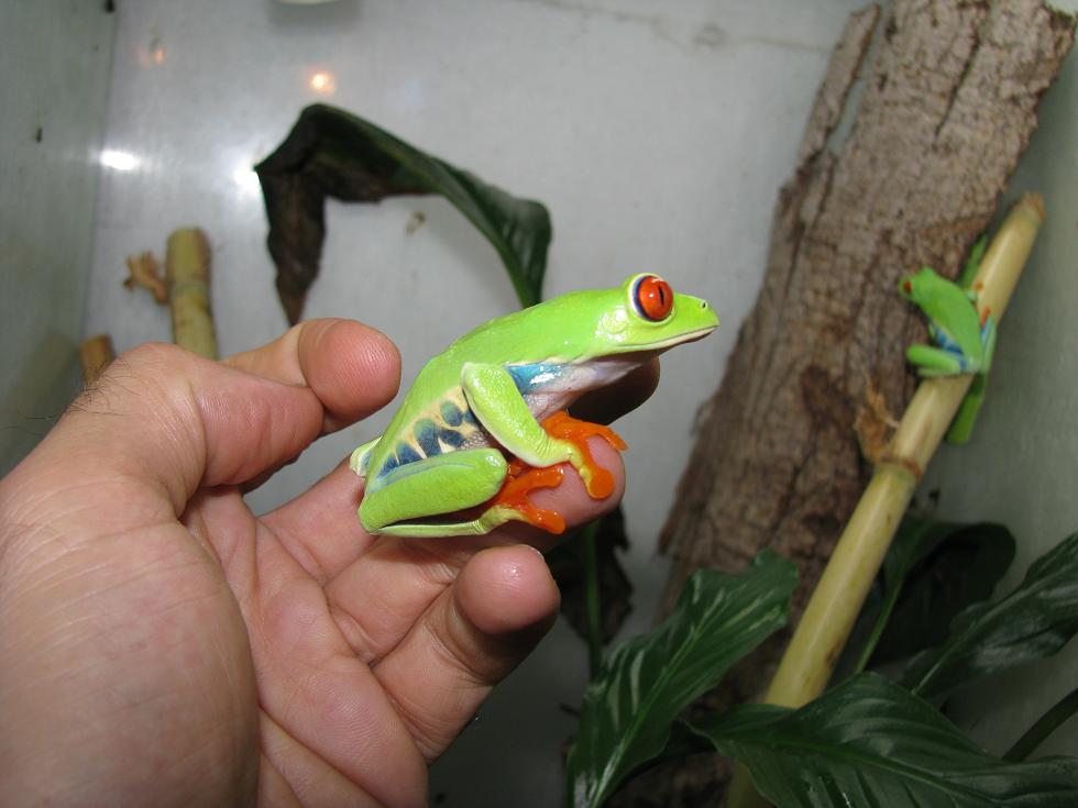 red eyed adullt on hand side.JPG