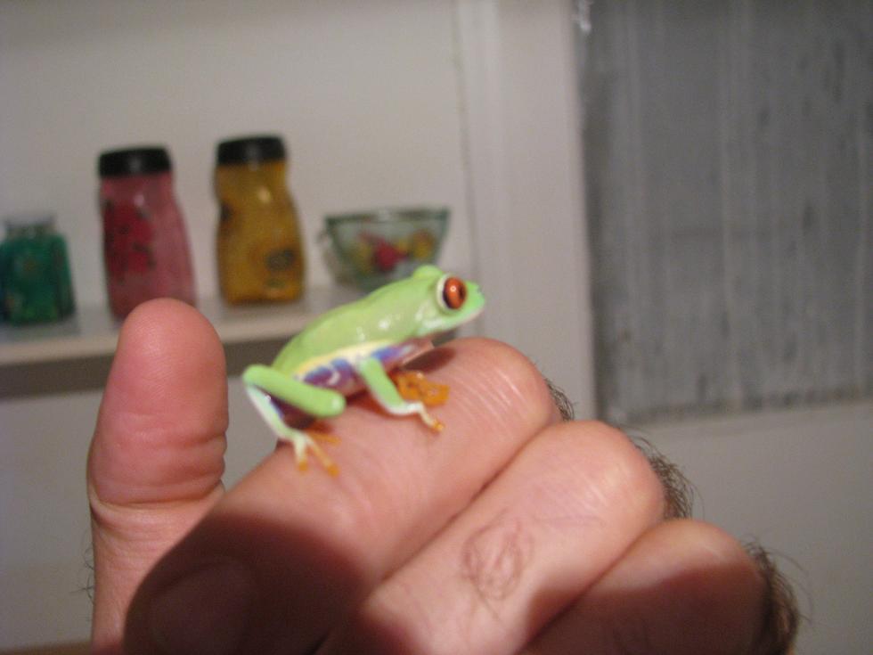 bb red eyed on hand.JPG