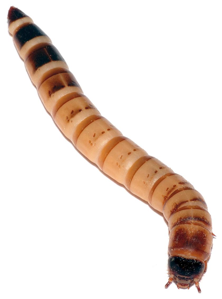 Zophobas_morio_larva_-_top_(aka).jpg