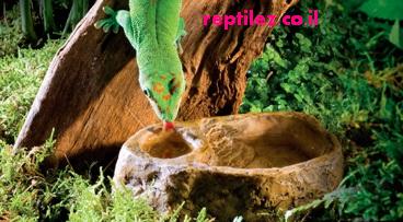 gecko_dish.jpg