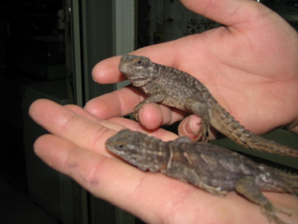 couple epineux.JPG