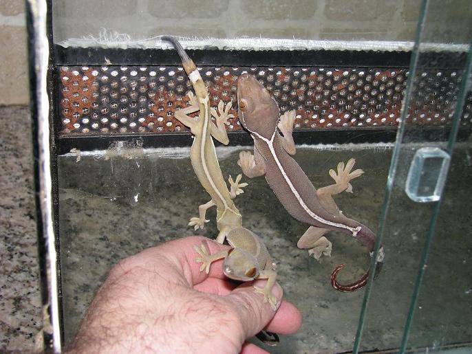 vittatus.JPG