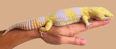 img1.gif