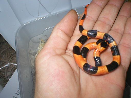 halloweenmilk.jpg