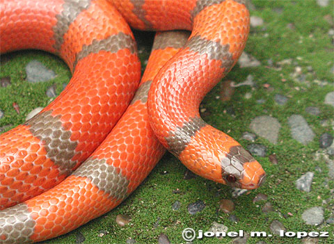 hypohondo1f5.jpg