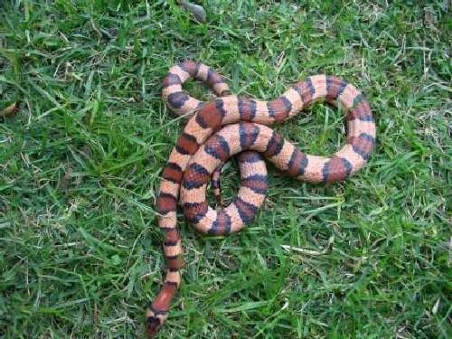 potosi X mega banded בוגר (7).JPG