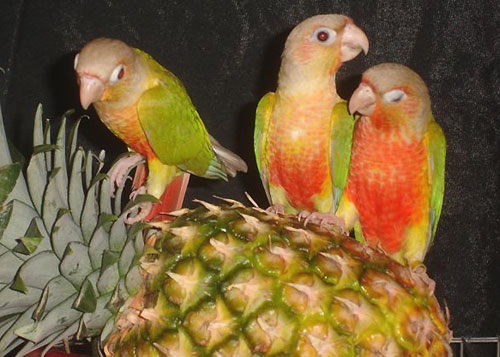 pina3.jpg