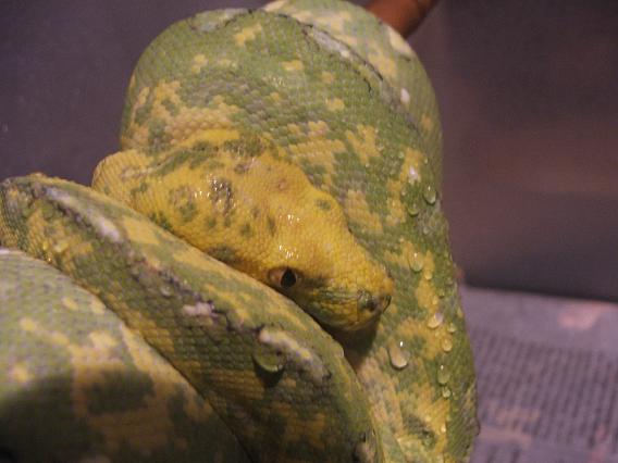 gtp2.JPG