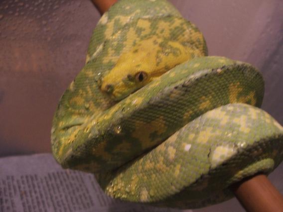 gtp3.JPG