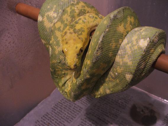 gtp4.JPG