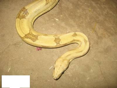 66.jpg