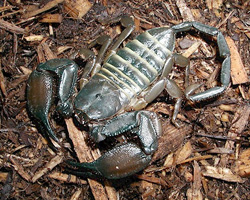 flat-rock-scorpion-care[1].jpg
