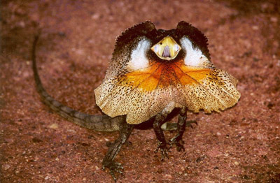 frilled-dragon-01.jpg