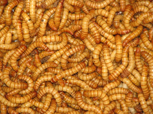 mealworm.jpg