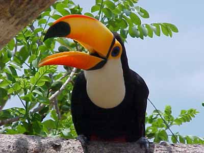 tucano.jpg