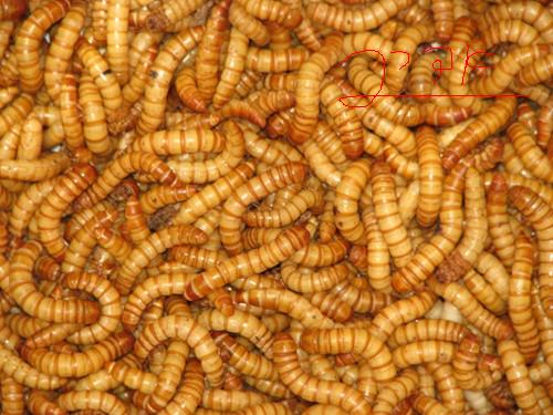 mealworm.jpg