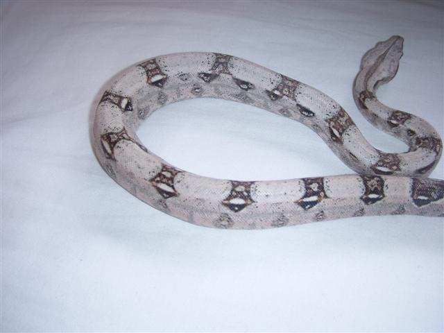 [טובה (Small).JPG