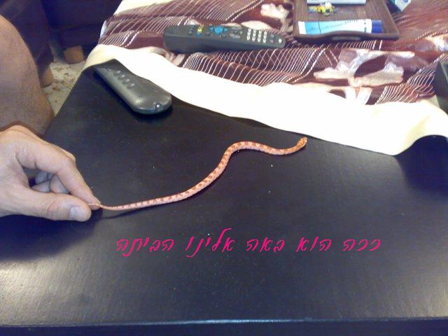 061020071388.jpg