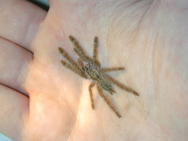 maculata2.jpg