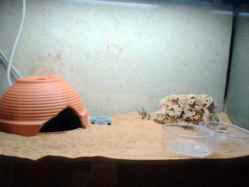 DSCF0003.JPG