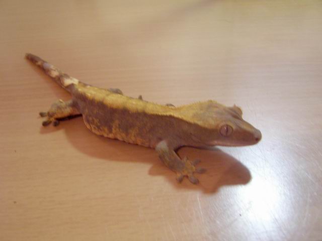 Resize of Re-exposure of P4110446.JPG