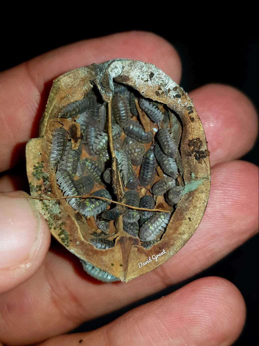 Armadillidium granulatum