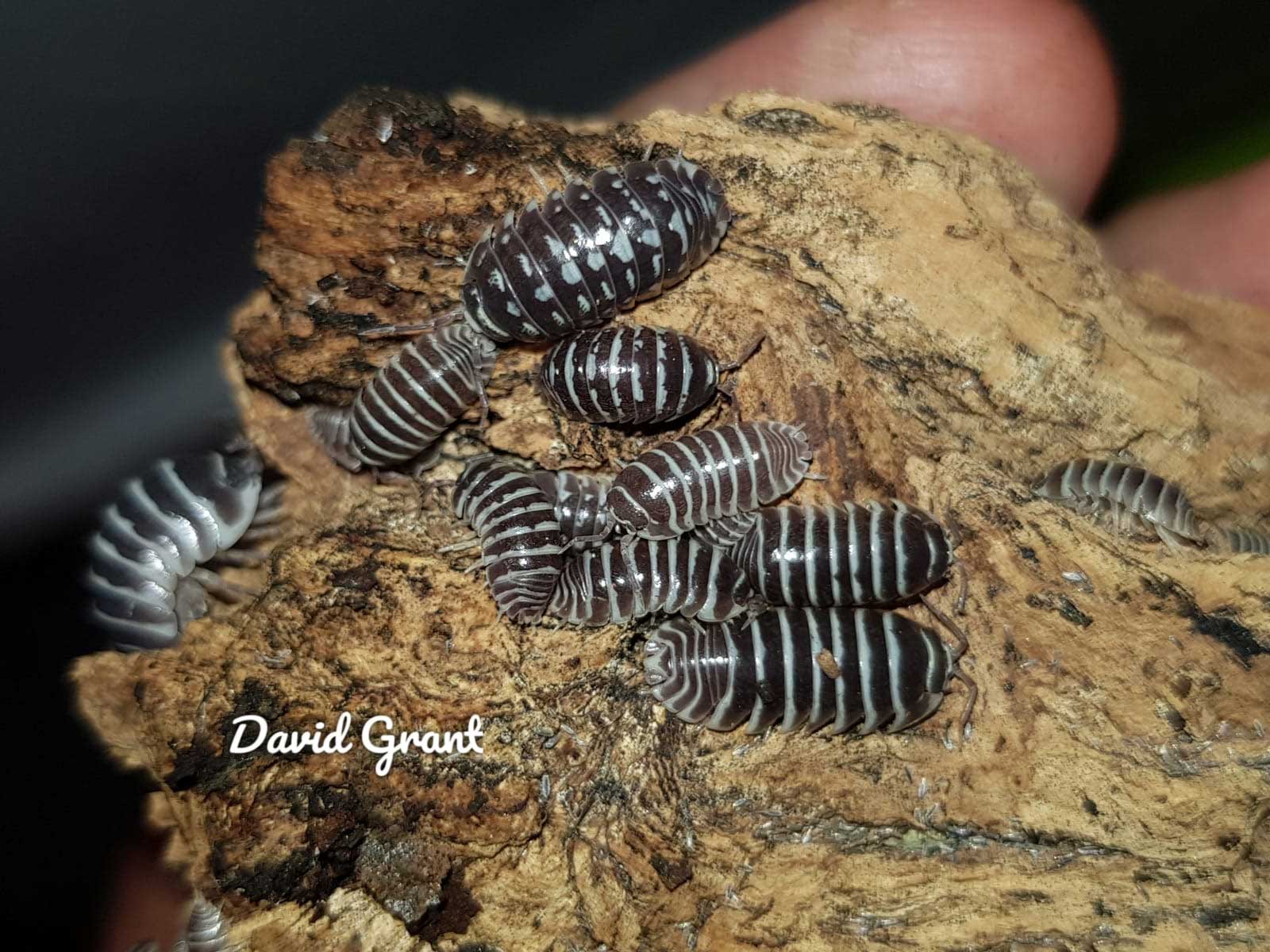 Armadillidium maculatum