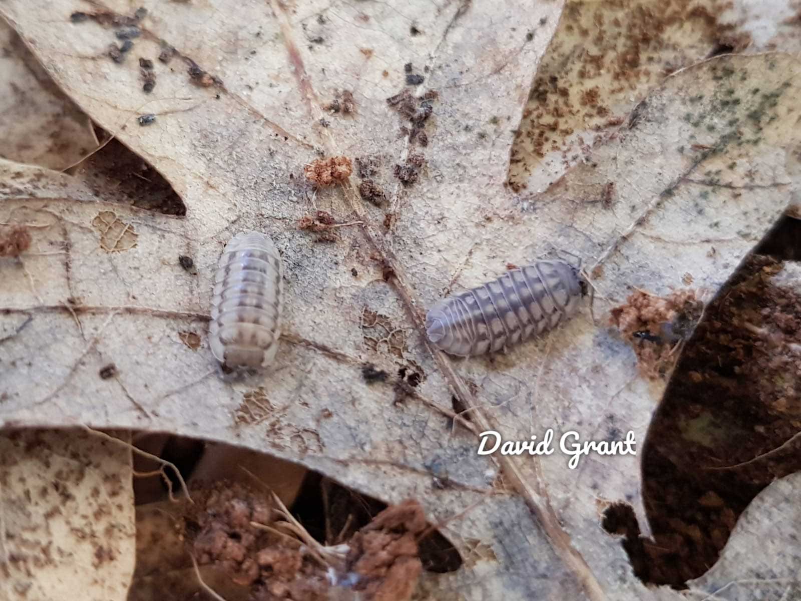 Armadillidium nasatum