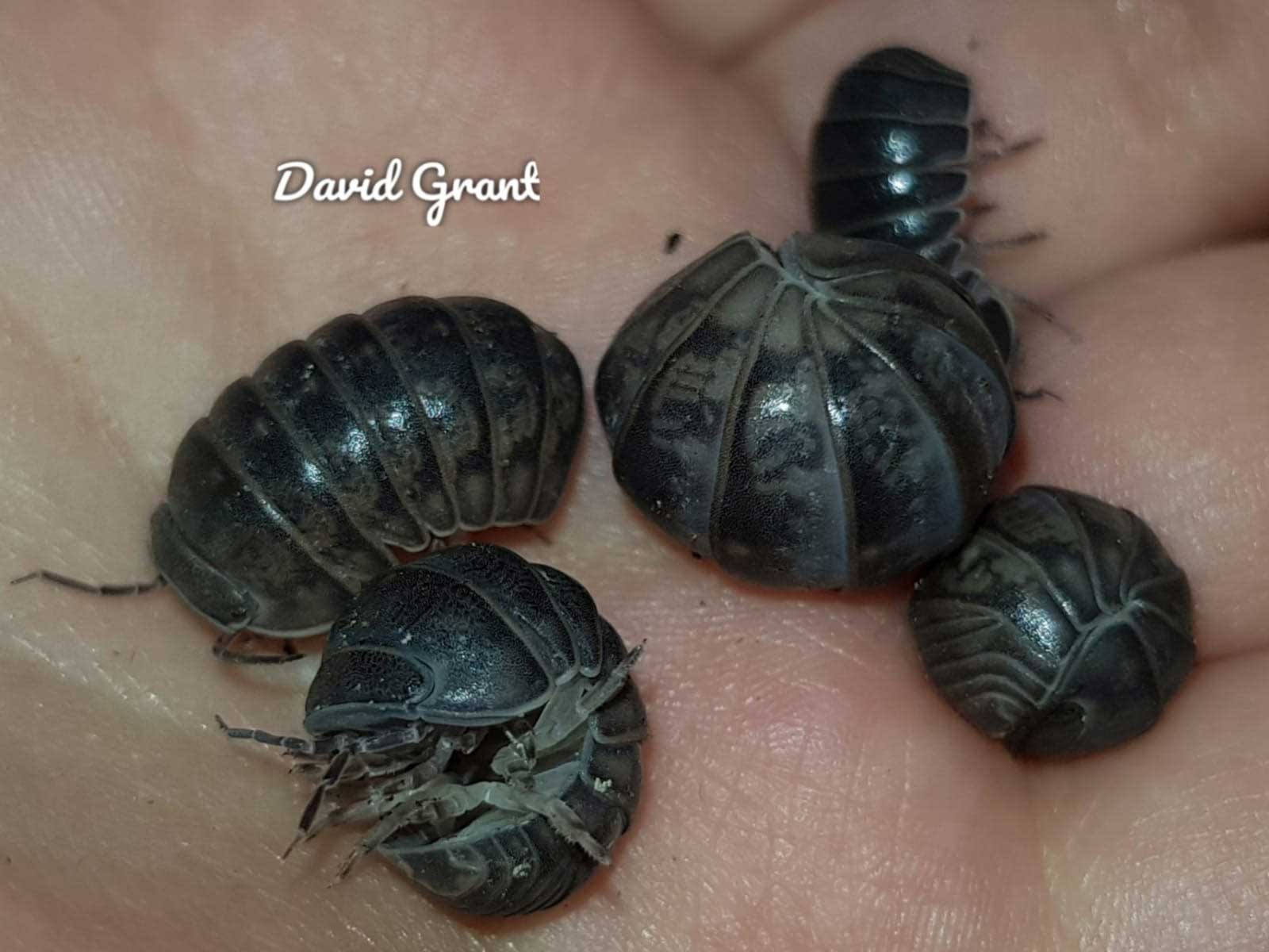 Armadillo officinalis