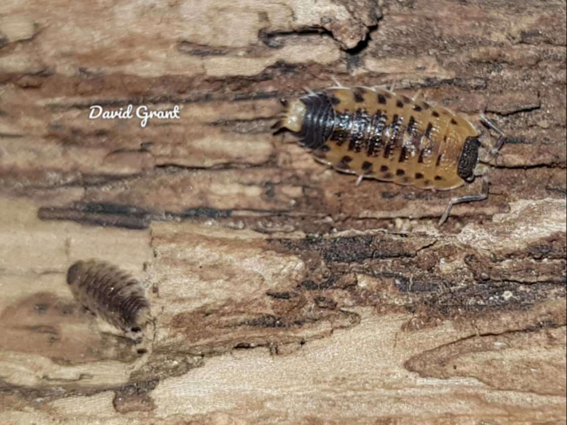 Nagurus cristatus