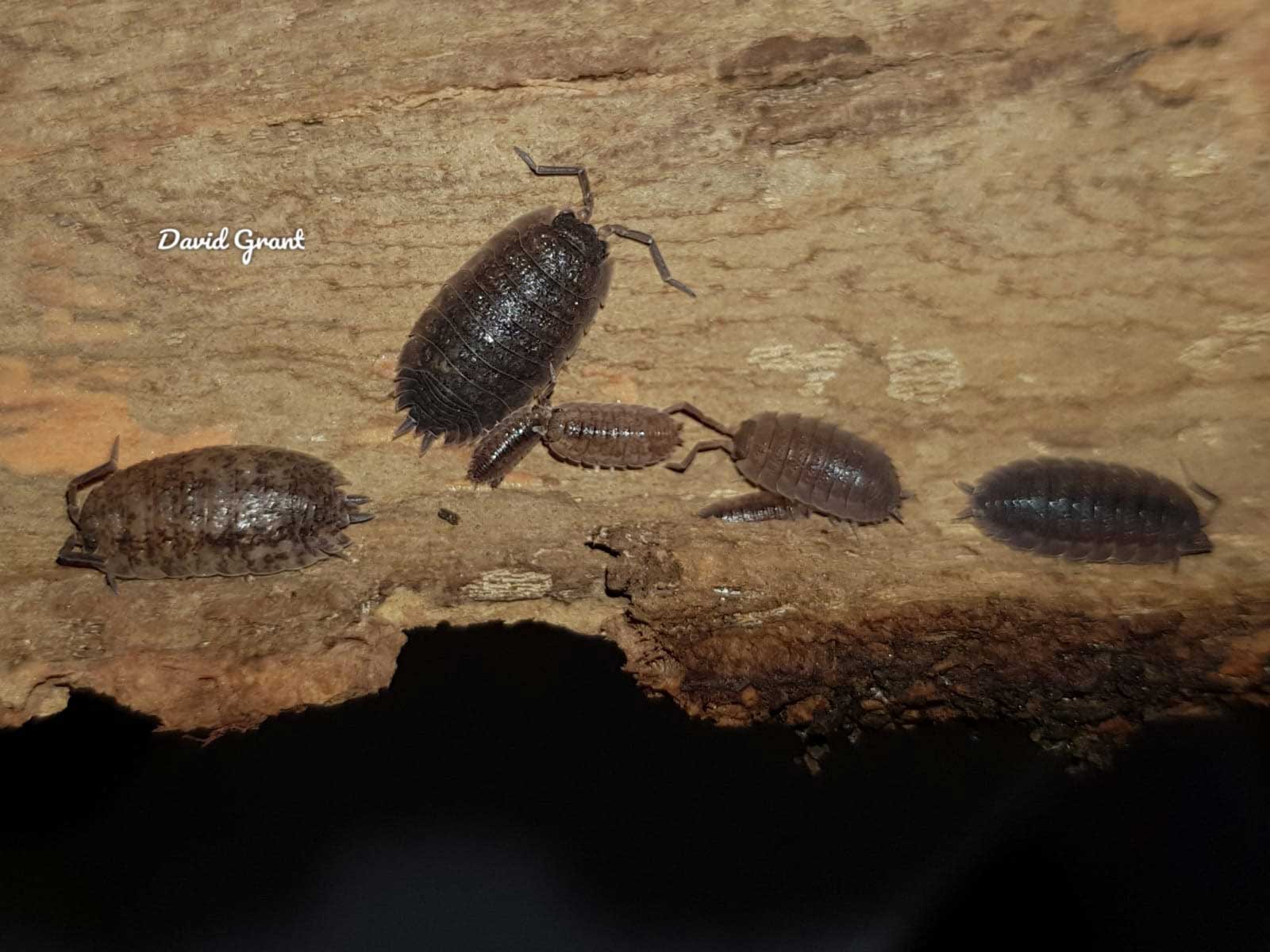 Porcellio laevis