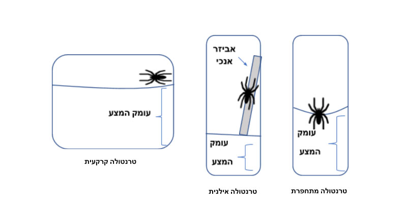 טרריום לטרנטולה