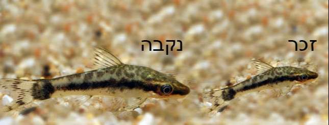 Otocinclus vittatus male female