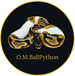 o.m ball python
