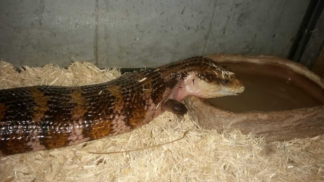 tiliqua scincoides חומט כחול לשון מצוי