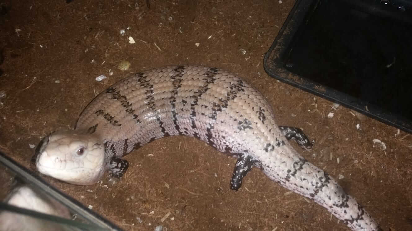 indonesian tiliqua gigas