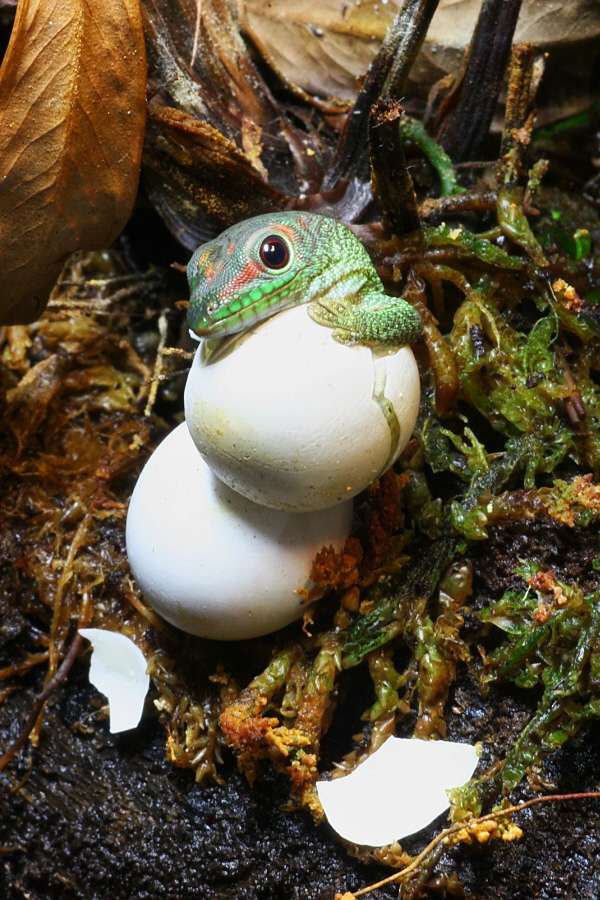 a Phelsuma grandis 03