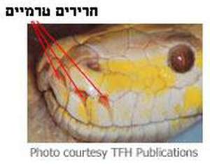 חרירים טרמיים